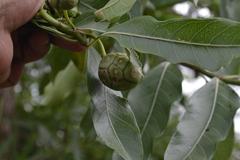 Morinda angustifolia